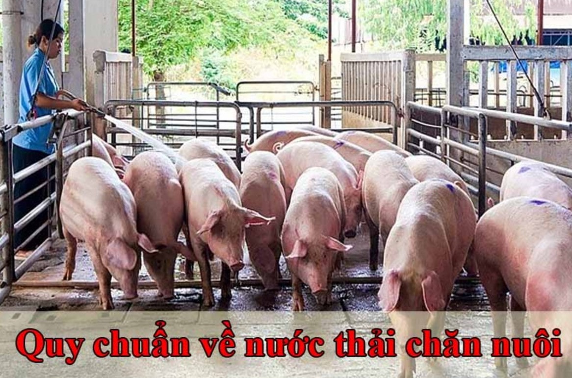 quy chuẩn xử lý nước thải chăn nuôi